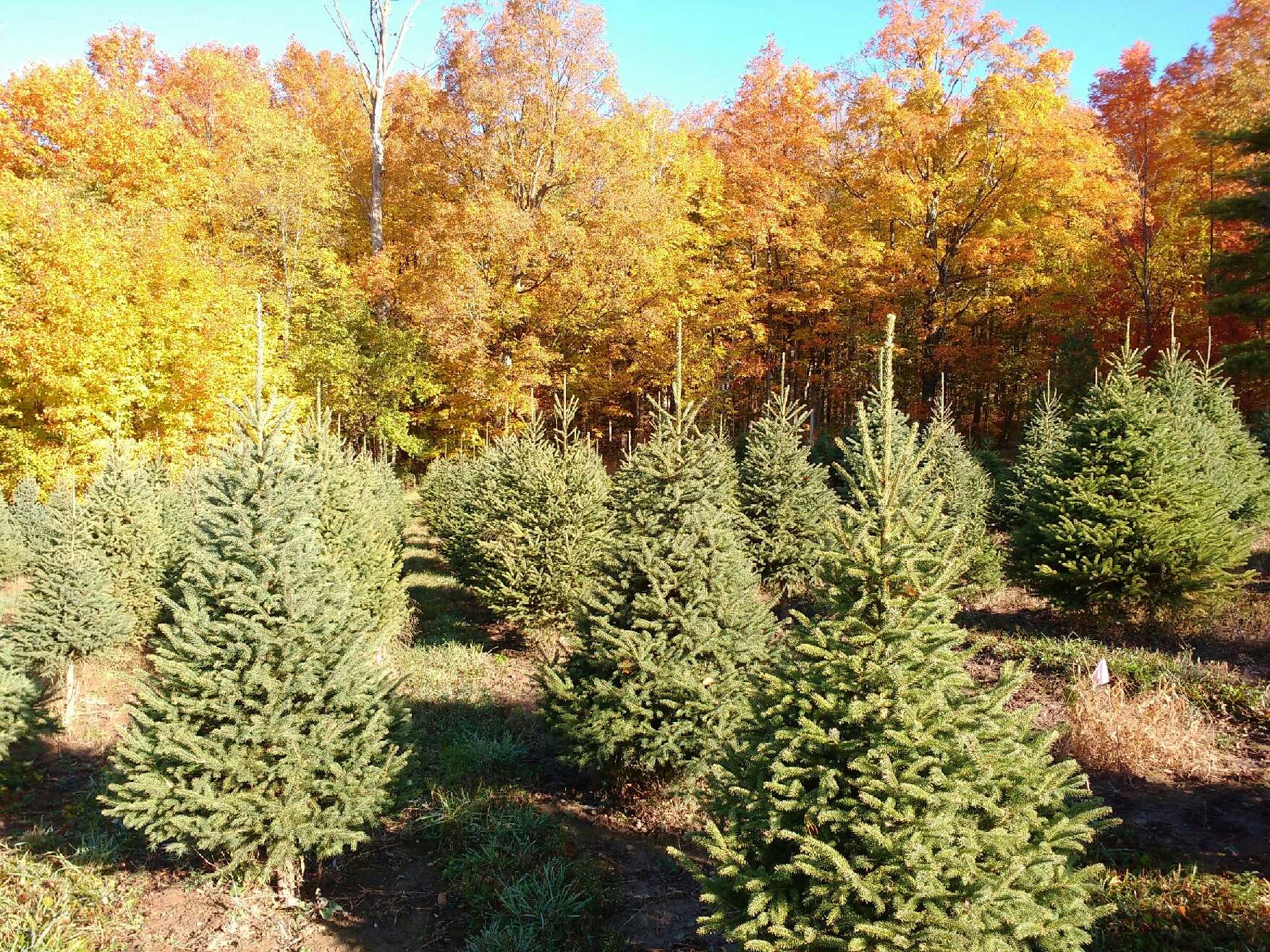 Chickadee Christmas Trees Cambridge, ON N3C 2V4