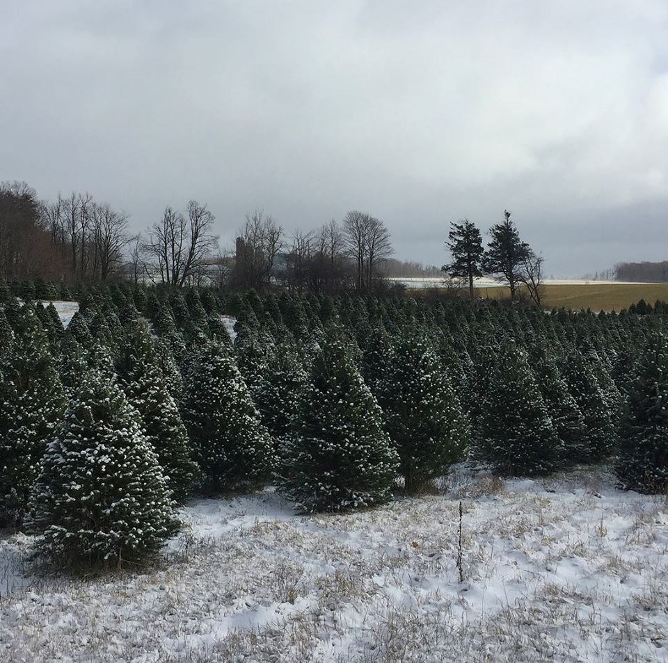 Christmas Tree Farm Listowel